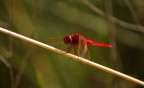 ( Sympetrum sanguineum) ( Sympetrum sanguineum)