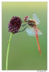 Sympetrum fonscolombii maschio Sympetrum fonscolombii maschio