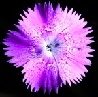 Fiorellino-viola-1.jpg Fiorellino-viola-1.jpg