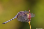Orthetrum brunneum Orthetrum brunneum