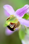 ophrys apifera ophrys apifera