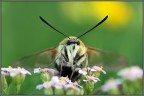Macroglossinae: Hemaris tityus Macroglossinae: Hemaris tityus
