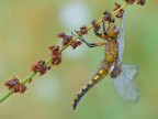 Libellula depressa ( maschio immaturo ) Libellula depressa ( maschio immaturo )