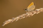Thymelicus al tramonto Thymelicus al tramonto