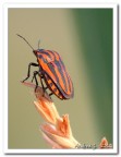 graphosoma lineatum graphosoma lineatum