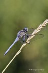 Orthetrum brunneum