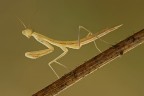 Mantide religiosa Mantide religiosa