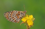 Melitaea didyma Melitaea didyma