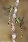 Onychogomphus forcipatus - femmina e maschio Onychogomphus forcipatus - femmina e maschio