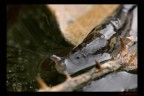 lumaca lumaca
