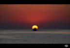 alba alba