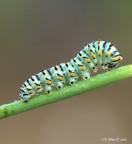 Bruco di Macaone 2 versione Bruco di Macaone 2 versione