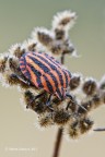 Graphosoma-lineatum Graphosoma-lineatum