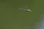 Anax imperator... al volo!

Dati exif:
ISO 400 - f/4,5 - 1/1250 sec. - luce naturale - mano libera - manual focus
[url=http://img694.imageshack.us/img694/3812/anaximperatorhr2100.jpg] Alta risoluzione [/url]
E' la prima volta che mi cimento negli scatti al volo (fatte salve un paio di prove disastrose)  e quello che vi propongo  il miglior scatto di tantissimi provati nella stessa occasione.   
A voi i giudizi!
Max