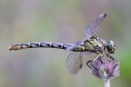 Onychogomphus forcipatus Onychogomphus forcipatus