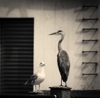 ..Si fanno compagnia ..Si fanno compagnia