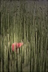 A una Donna... A una Donna...
