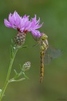 Sympetrum striolatum Sympetrum striolatum