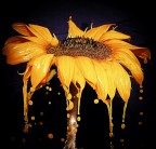 il Girasole che piange.... il Girasole che piange....