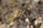 Era un po che non ne fotografavo una...si lo so lo sfondo non  dei migliori ....
dati: mano libera
        f/8
        1/640
        90mm
Suggerimenti e critiche sempre ben accetti.