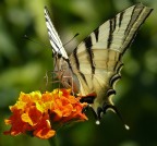 *** Insolita *** *** Insolita ***