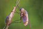 Bombylius con MP-E65mm Bombylius con MP-E65mm