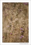 I prati sono in fiore...