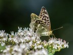 Argynnis Paphia Argynnis Paphia