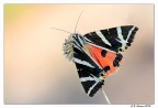 Euplagia quadripunctaria Euplagia quadripunctaria