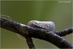 sguardo sguardo