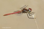 sympetrum fonsolombii maschio sympetrum fonsolombii maschio