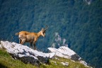 camoscio d'abruzzo