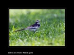 Consigli e commenti sono sempre ben accetti.

Canon D MK IV + Canon 300 mm

iso 640 tv 1/320 av 8.0  Masai mara- Kenyia