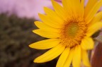 Colore intenso,gambo forte ma petali fragili.
Una meraviglia della natura,cos piccola e cos affascinante.