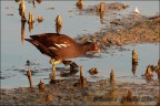 Gallinella d' acqua