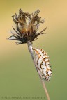 Melitaea didyma Melitaea didyma