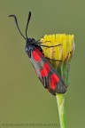 Zygaena filipendulae Zygaena filipendulae