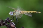 canon 450 180 tamron f/14 t1/30 iso400