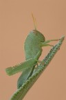 Il Mangiatore Di Salvia...!!! Il Mangiatore Di Salvia...!!!