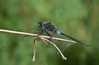 f/14  t1/100  iso 400 180mm