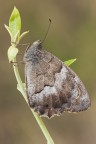 Hipparchia statilinus Hipparchia statilinus