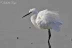 Garzetta (Egretta garzetta)