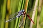 f/14 t/100 iso 400 mano libera tamron 180 macro