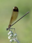 Calopteryx haemorrhoidalis female
(Riserva naturale Fiume Ciane) 
Dati exif:
ISO 100 - f/6,3 - 1/125 sec. - luce naturale - cavalletto - scatto remoto
[url=http://img266.imageshack.us/img266/4198/calopteryxhaemorrhoidal.jpg] Alta risoluzione [/url]
Scatto dedicato a Salvatore (Cesoia), che quel giorno mi ha fatto da... lui dice "garzone", io dico "maestro".
  
Graditi commenti e critiche.
Max