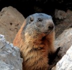 Marmotta ai piedi del Sella Marmotta ai piedi del Sella