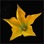 Fiore di zucca