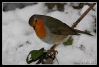 Pettirosso nella neve Pettirosso nella neve