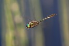 Cordulia Linaenea
