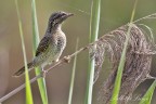 Torcicollo (Jynx torquilla) Torcicollo (Jynx torquilla)