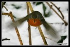 Foto di pettirosso un po' diversa da quelle solite...
Canon EOS 300D con EF 100-400L a 400 mm